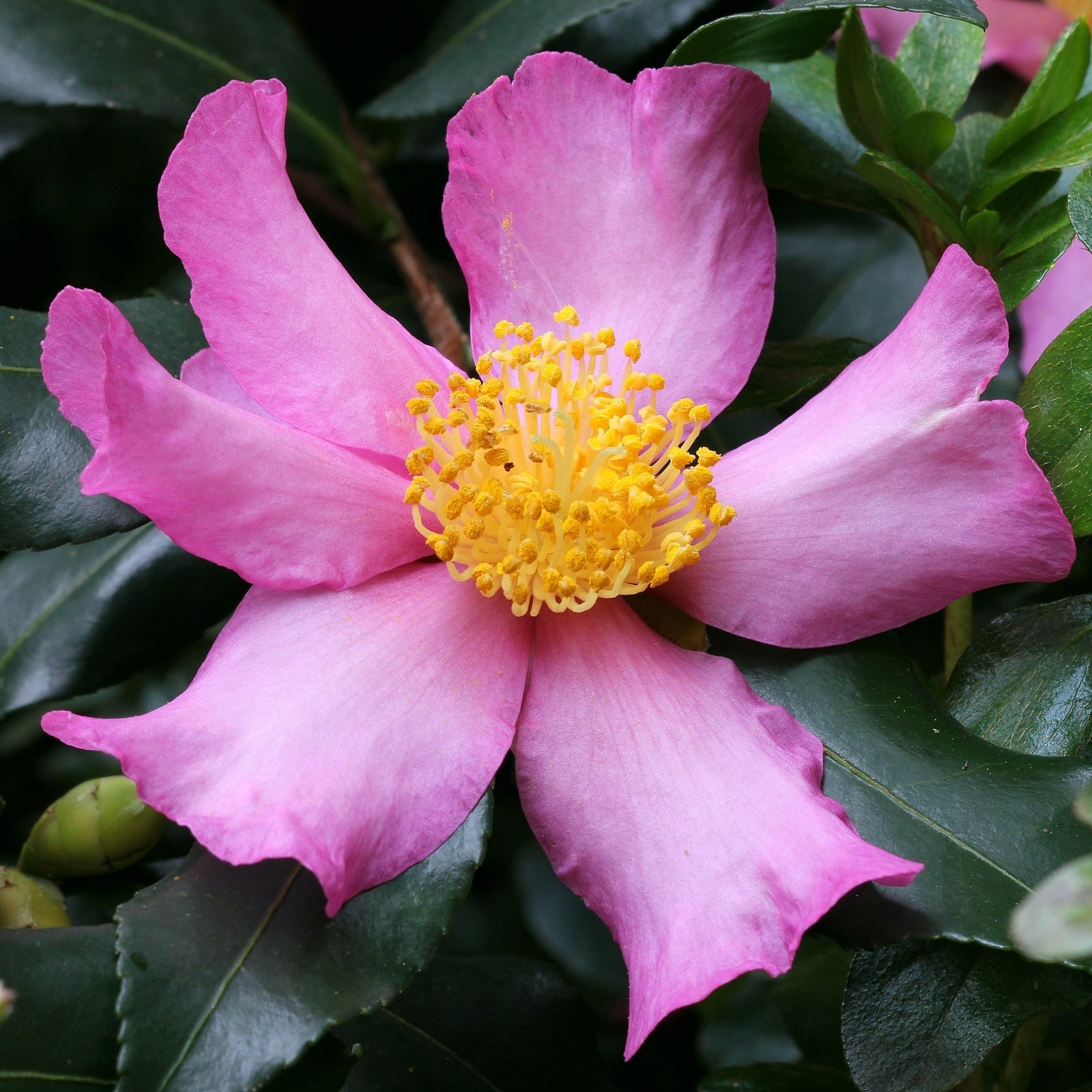 Camellia sassanqua 'Slim N Trim' ~ Slim N Trim Camellia-ServeScape