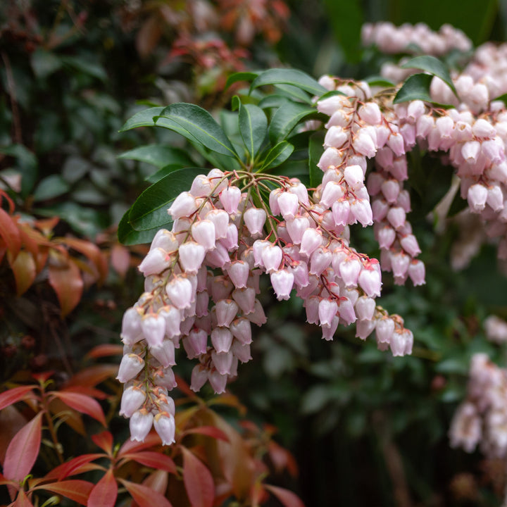 Pieris japonica 'Piesid2' ~ Glowing Hearts™ Pieris-ServeScape