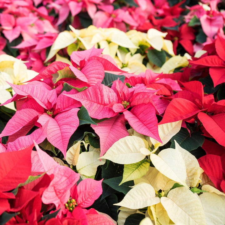 Poinsettia PRE-SALE