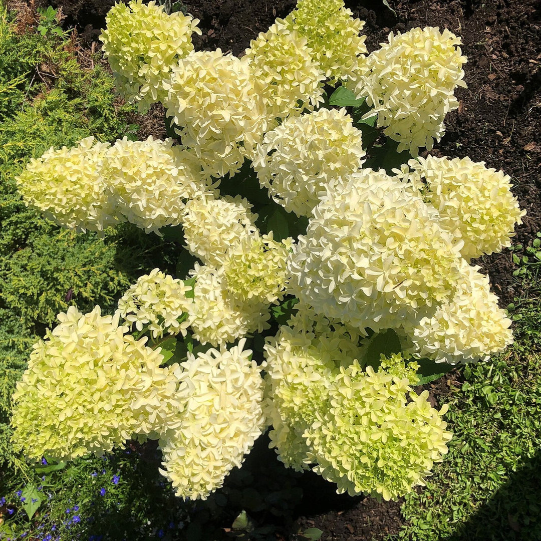 Hydrangea paniculata 'Frenne' ~ Skyfall™ Hydrangea-ServeScape