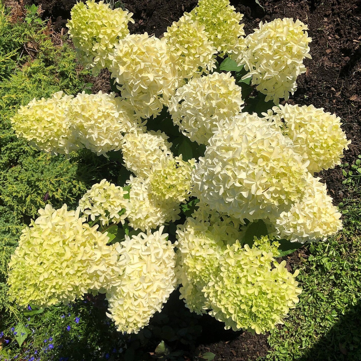 Hydrangea paniculata 'Frenne' ~ Skyfall™ Hydrangea-ServeScape