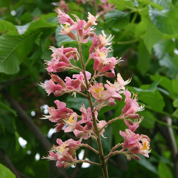 Aesculus x carnea 'Fort McNair' ~ Fort McNair Red Horsechestnut-ServeScape