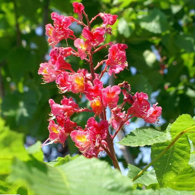 Aesculus x carnea 'Fort McNair' ~ Fort McNair Red Horsechestnut-ServeScape