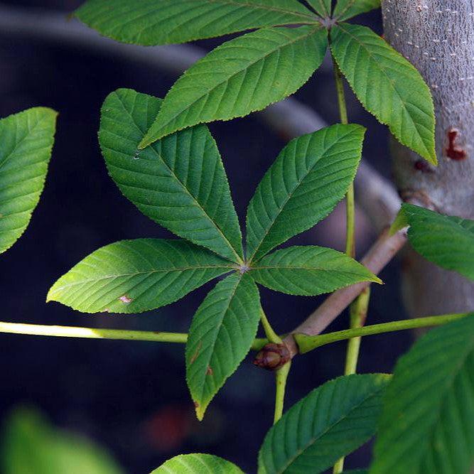 Aesculus x carnea 'Fort McNair' ~ Fort McNair Red Horsechestnut-ServeScape