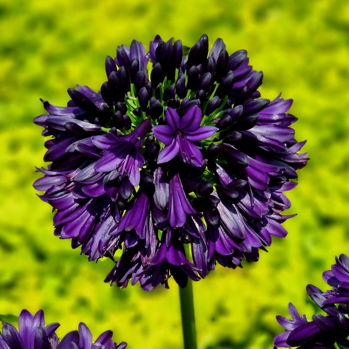 Agapanthus hybrid ‘DWAgHyb-02' ~ Blackjack™ Agapanthus-ServeScape