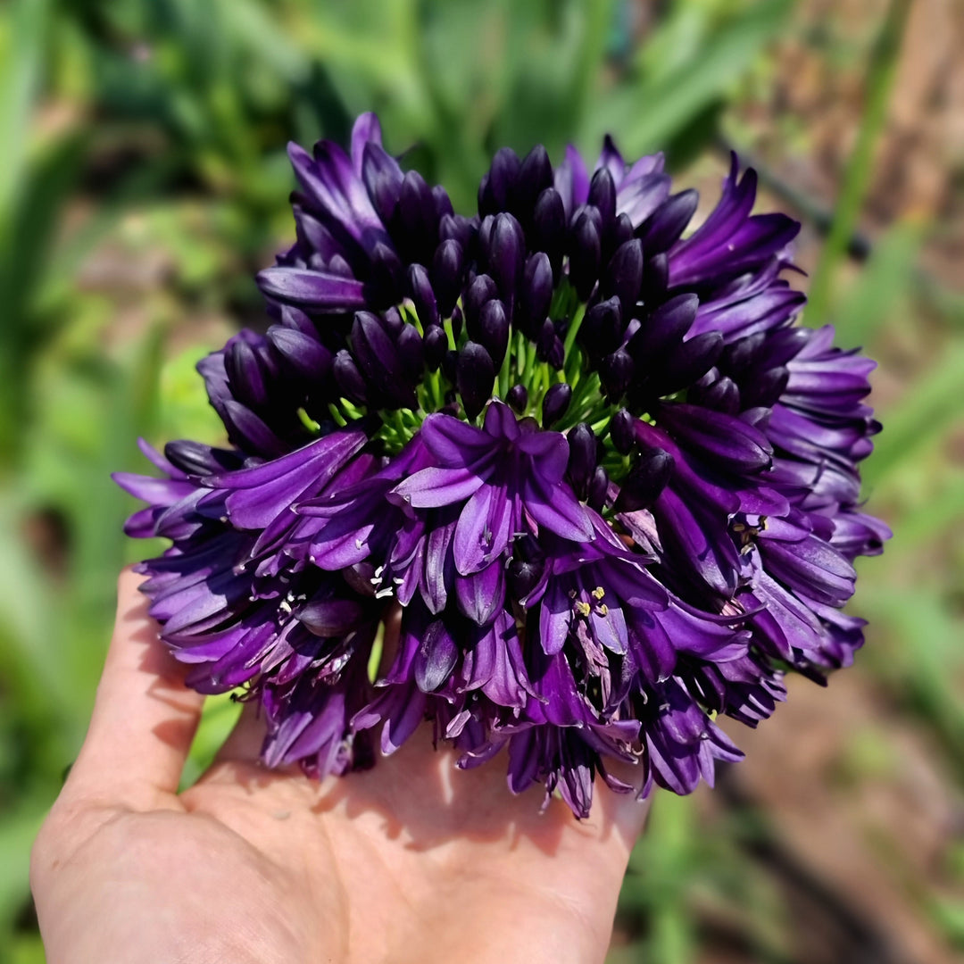 Agapanthus hybrid ‘DWAgHyb-02' ~ Blackjack™ Agapanthus-ServeScape