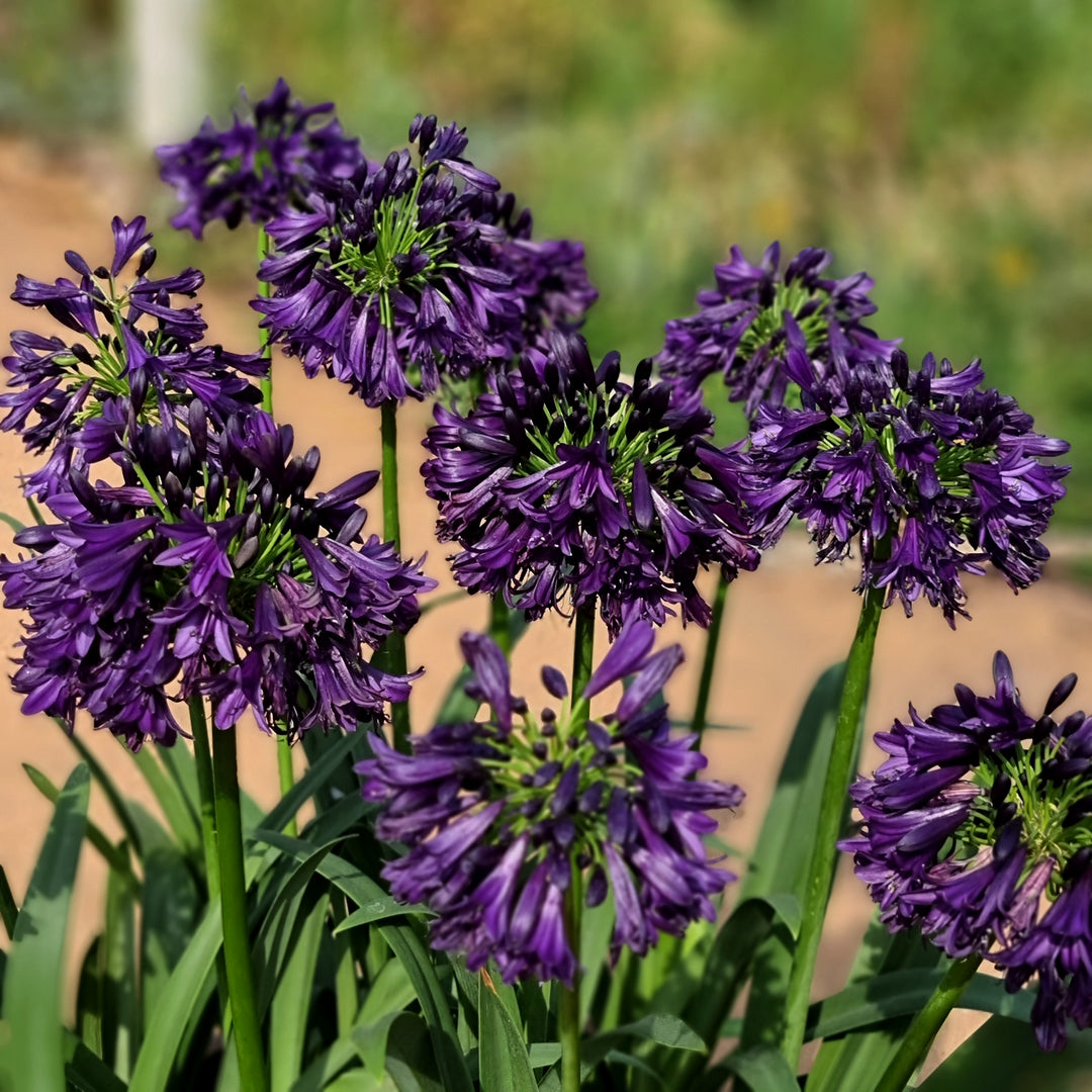 Agapanthus hybrid ‘DWAgHyb-02' ~ Blackjack™ Agapanthus-ServeScape
