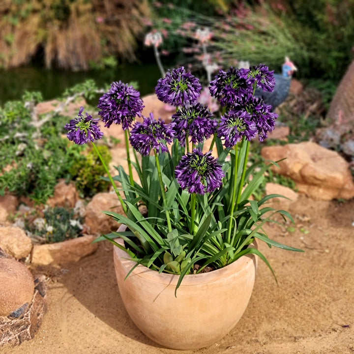 Agapanthus hybrid ‘DWAgHyb-02' ~ Blackjack™ Agapanthus-ServeScape