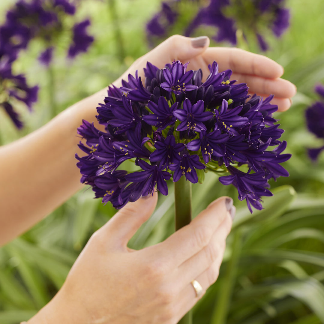 Agapanthus hybrid ‘DWAgHyb-02' ~ Blackjack™ Agapanthus-ServeScape