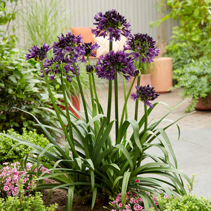 Agapanthus hybrid ‘DWAgHyb-02' ~ Blackjack™ Agapanthus-ServeScape