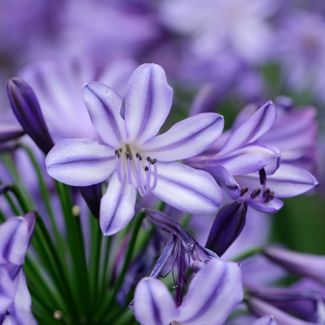 Agapanthus hybrid ‘AMDB002’ PP28767 ~ Ever Star™ Agapanthus-ServeScape