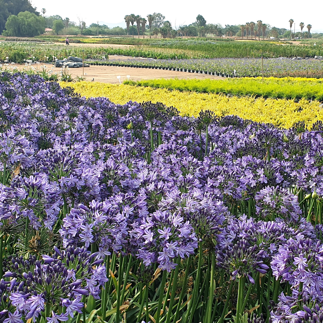 Agapanthus hybrid ‘AMDB002’ PP28767 ~ Ever Star™ Agapanthus-ServeScape