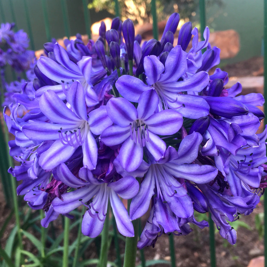 Agapanthus hybrid ‘AMDB002’ PP28767 ~ Ever Star™ Agapanthus-ServeScape