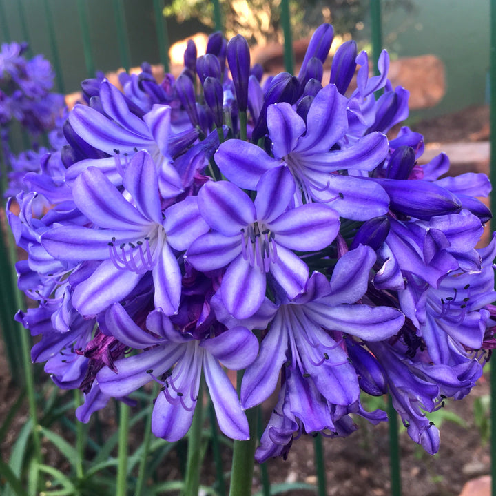 Agapanthus hybrid ‘AMDB002’ PP28767 ~ Ever Star™ Agapanthus-ServeScape