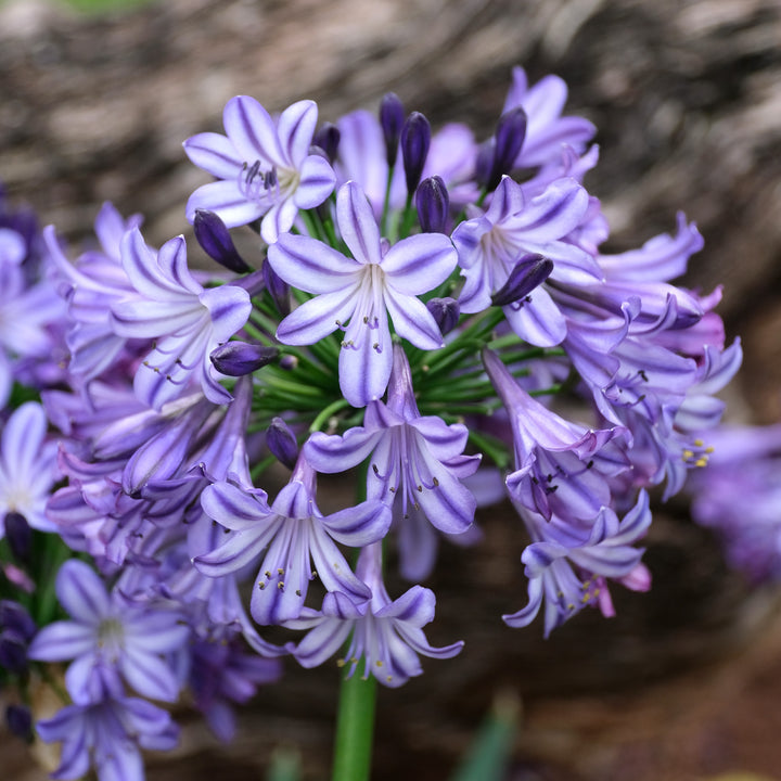 Agapanthus hybrid ‘AMDB002’ PP28767 ~ Ever Star™ Agapanthus-ServeScape
