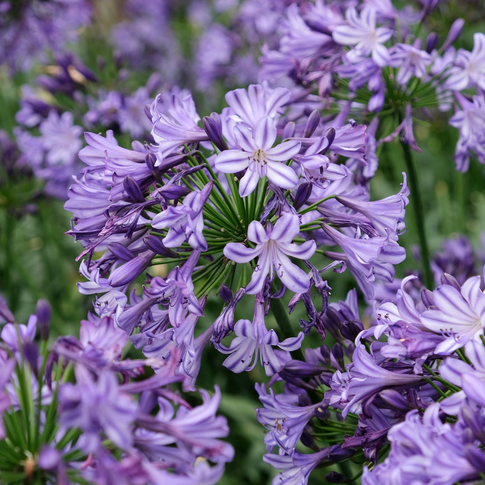 Agapanthus hybrid ‘AMDB002’ PP28767 ~ Ever Star™ Agapanthus-ServeScape