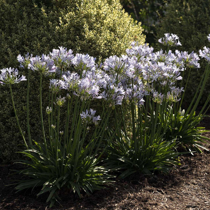 Agapanthus praecox 'Barley Blue' ~ Straight A® Barley Blue Agapanthus-ServeScape