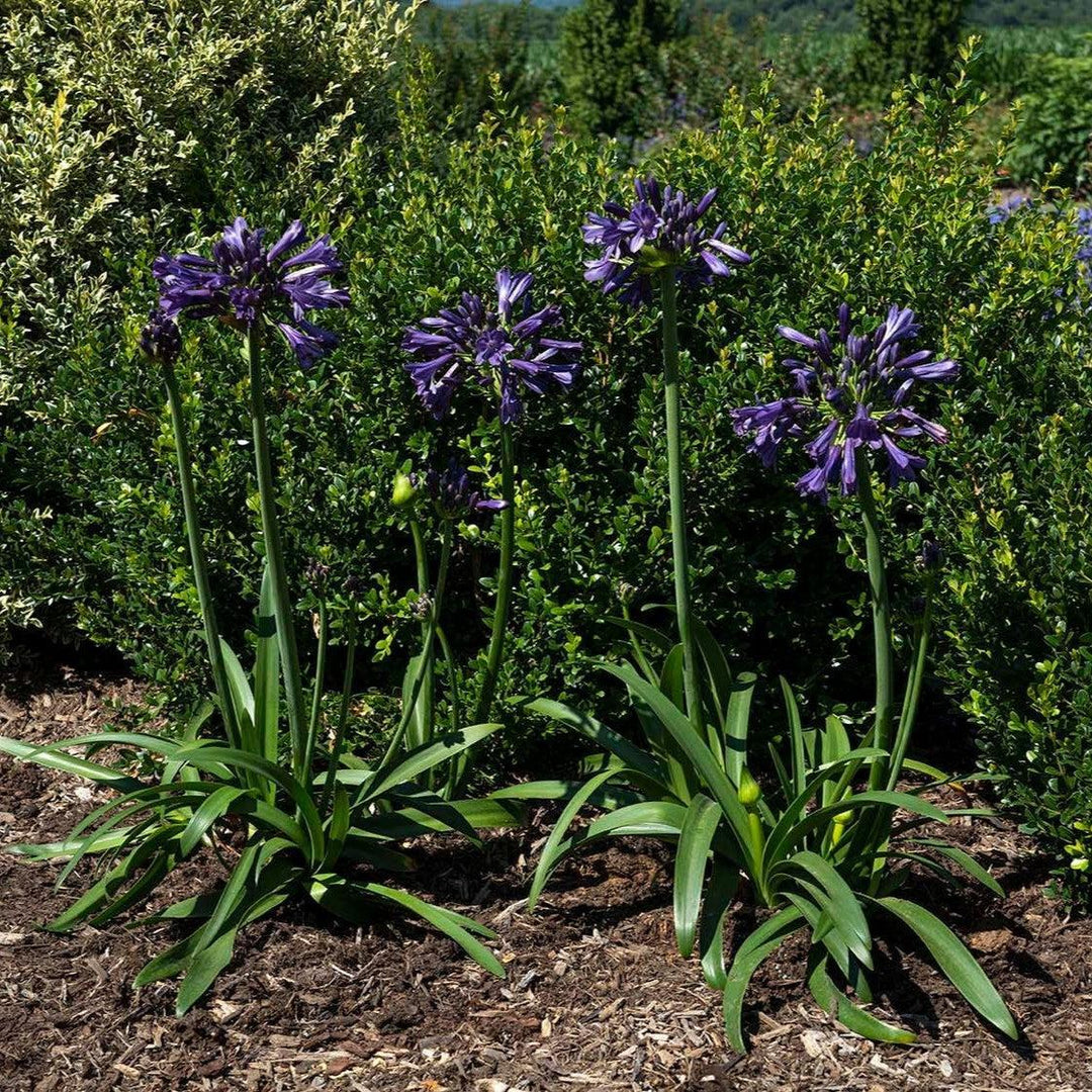 Agapanthus praecox 'Blue Bayou' PP 26,420 ~ Straight A® Blue Bayou Agapanthus-ServeScape