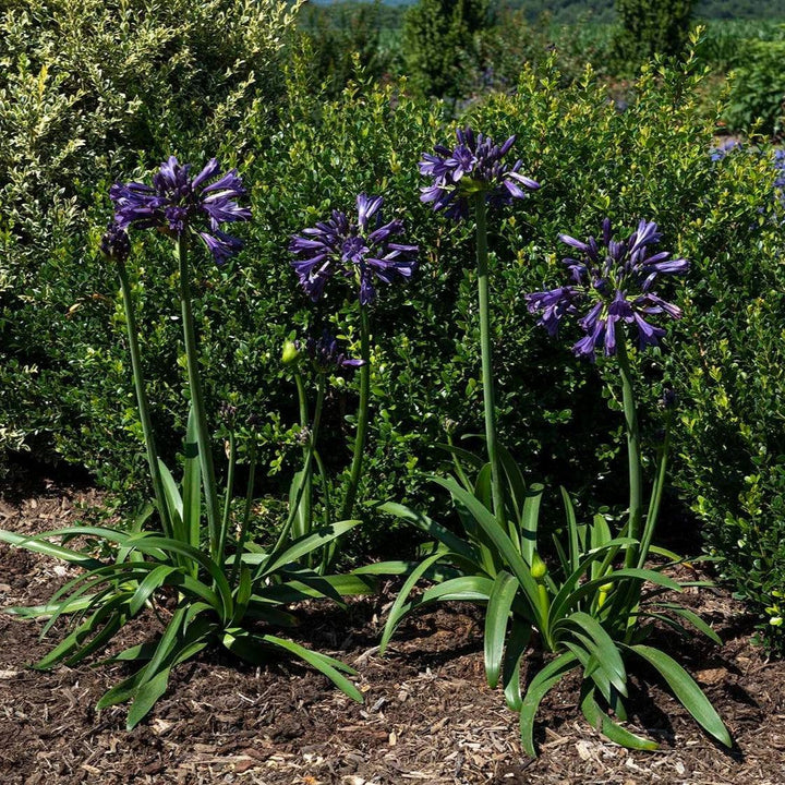 Agapanthus praecox 'Blue Bayou' PP 26,420 ~ Straight A® Blue Bayou Agapanthus-ServeScape