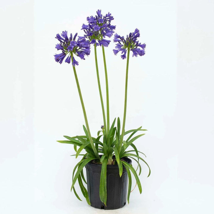 Agapanthus praecox 'Blue Bayou' PP 26,420 ~ Straight A® Blue Bayou Agapanthus-ServeScape