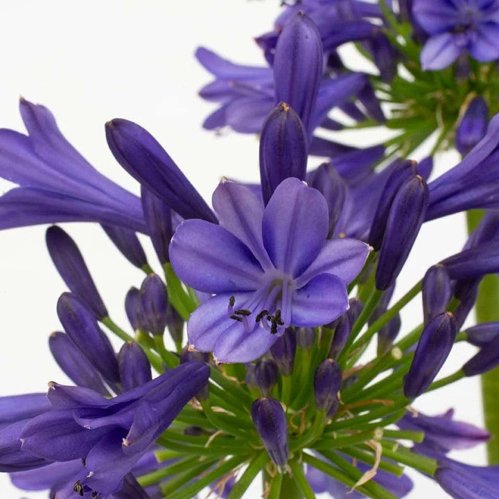Agapanthus praecox 'Blue Bayou' PP 26,420 ~ Straight A® Blue Bayou Agapanthus-ServeScape
