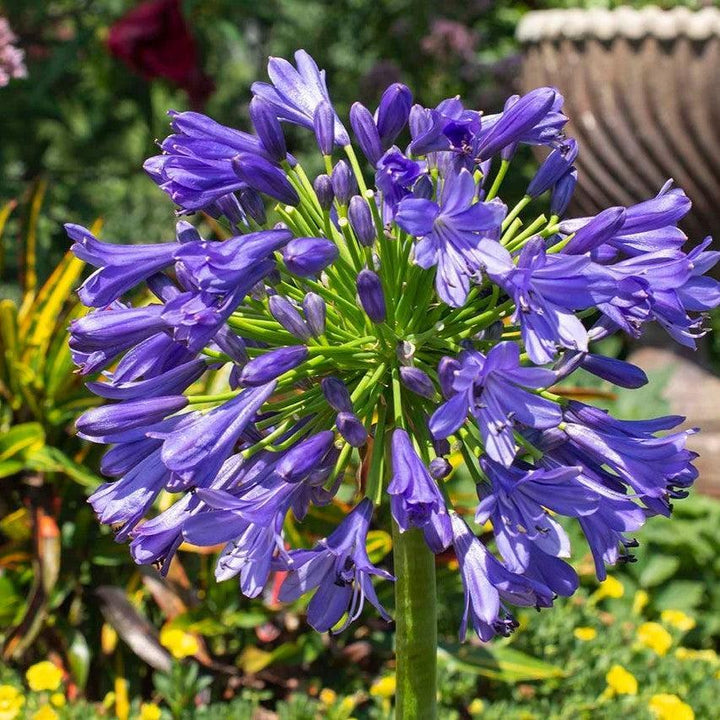 Agapanthus praecox 'Blue Bayou' PP 26,420 ~ Straight A® Blue Bayou Agapanthus-ServeScape