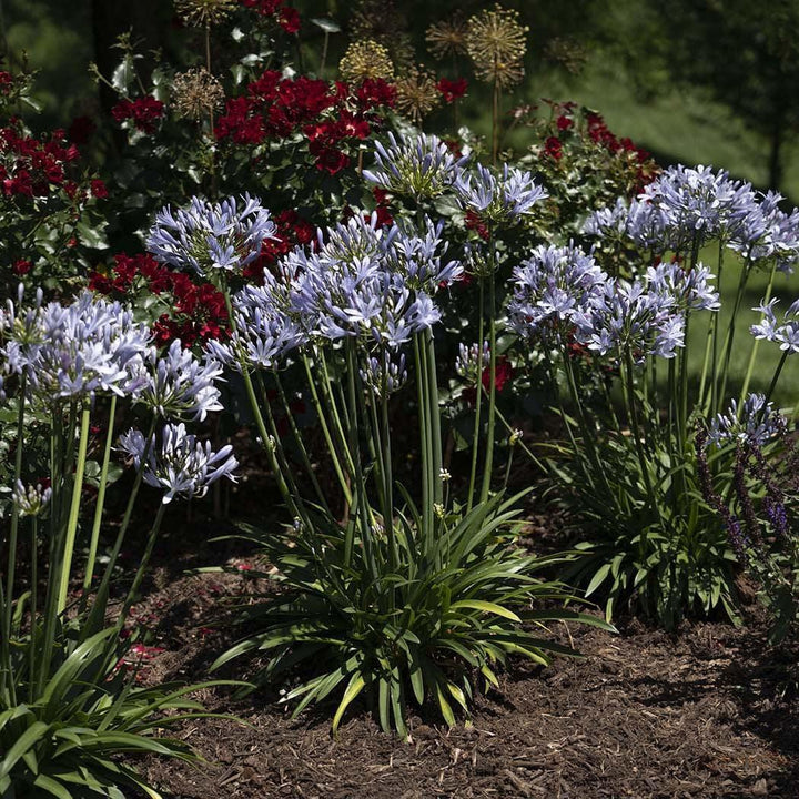 Agapanthus praecox 'Blue Flare' PP 26,422 ~ Straight A® Blue Flare Agapanthus-ServeScape