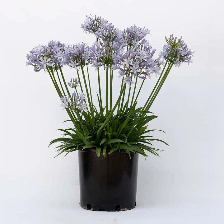 Agapanthus praecox 'Blue Flare' PP 26,422 ~ Straight A® Blue Flare Agapanthus-ServeScape