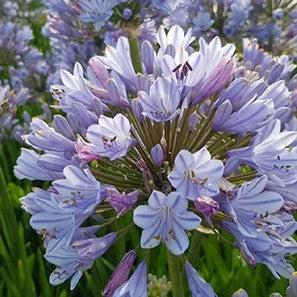 Agapanthus praecox 'Blue Flare' PP 26,422 ~ Straight A® Blue Flare Agapanthus-ServeScape