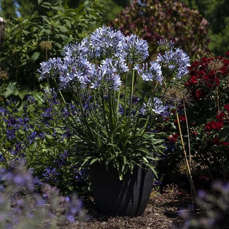 Agapanthus praecox 'Blue Flare' PP 26,422 ~ Straight A® Blue Flare Agapanthus-ServeScape