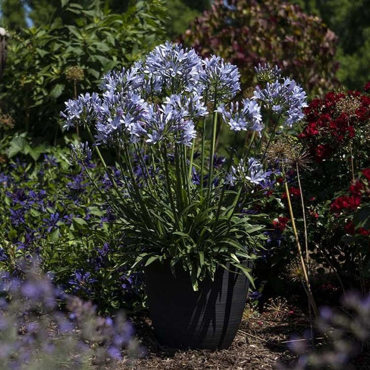 Agapanthus praecox 'Blue Flare' PP 26,422 ~ Straight A® Blue Flare Agapanthus-ServeScape