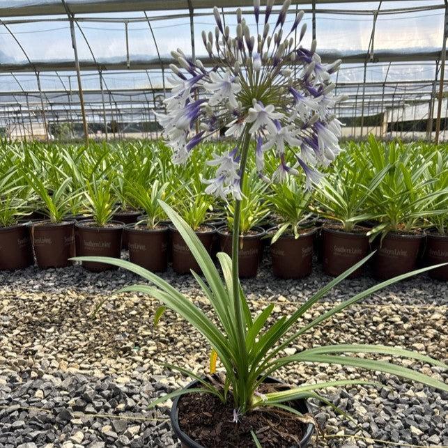 Agapanthus Hybrid ‘MDB001’ PP30162 ~ Ever Twilight™ Agapanthus-ServeScape