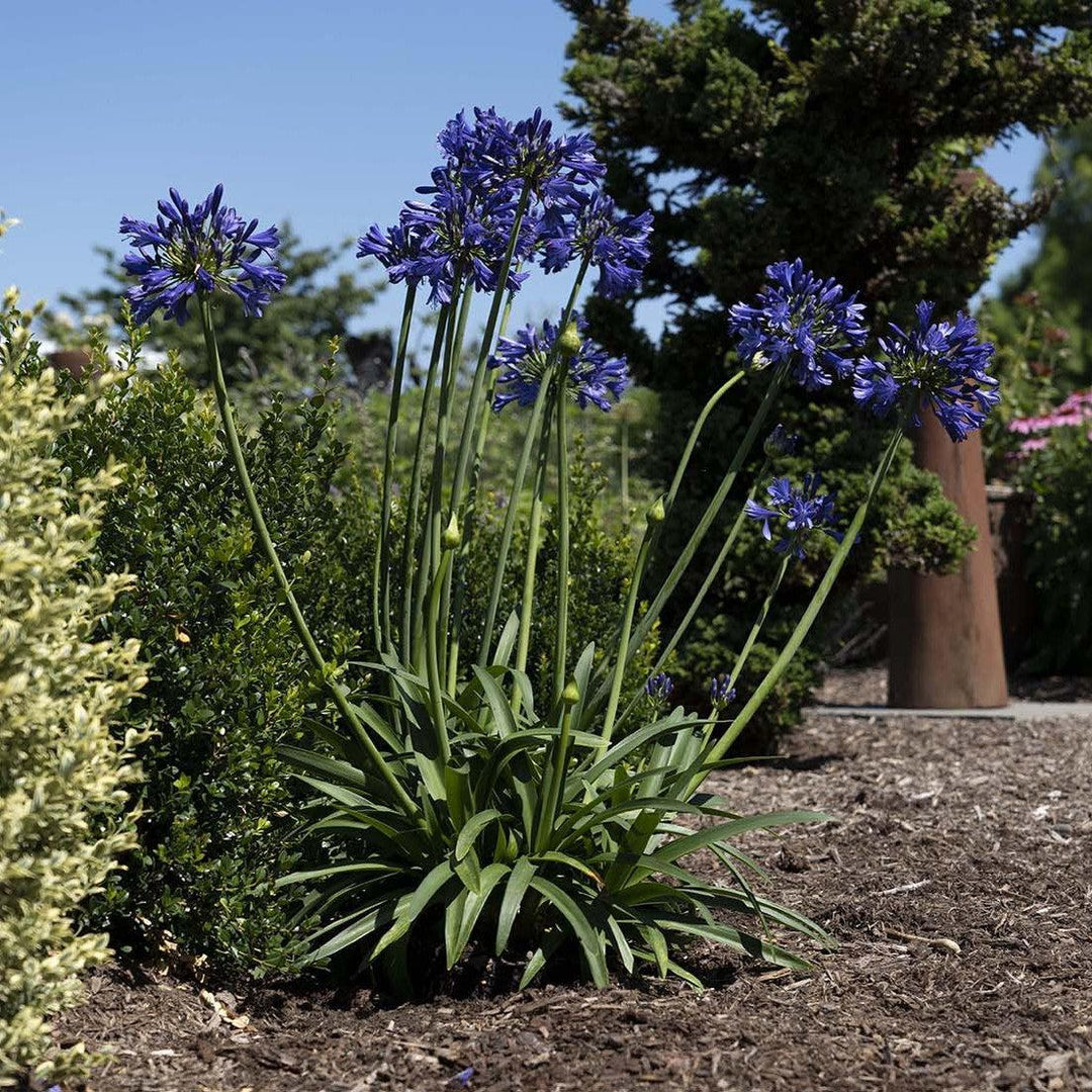 Agapanthus praecox 'Purple Delight' ~ Straight A® Purple Delight Agapanthus-ServeScape