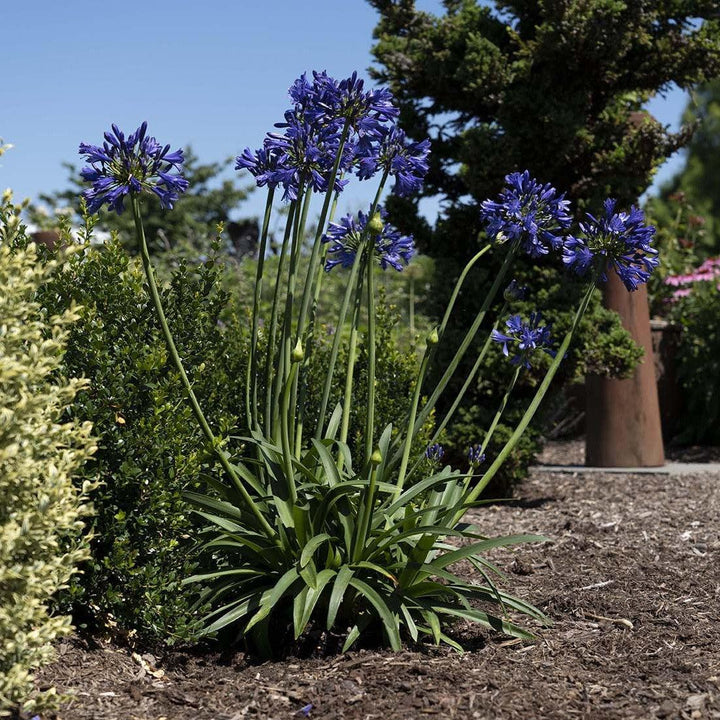 Agapanthus praecox 'Purple Delight' ~ Straight A® Purple Delight Agapanthus-ServeScape