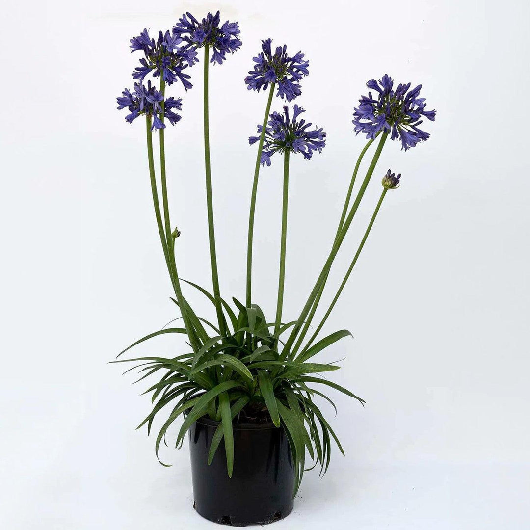 Agapanthus praecox 'Purple Delight' ~ Straight A® Purple Delight Agapanthus-ServeScape