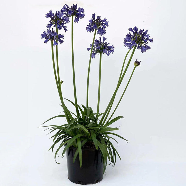 Agapanthus praecox 'Purple Delight' ~ Straight A® Purple Delight Agapanthus-ServeScape