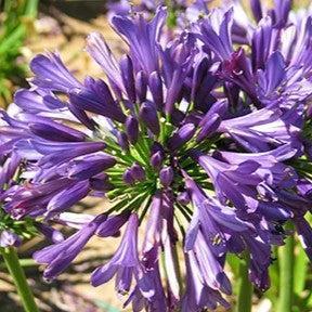 Agapanthus praecox 'Purple Delight' ~ Straight A® Purple Delight Agapanthus-ServeScape