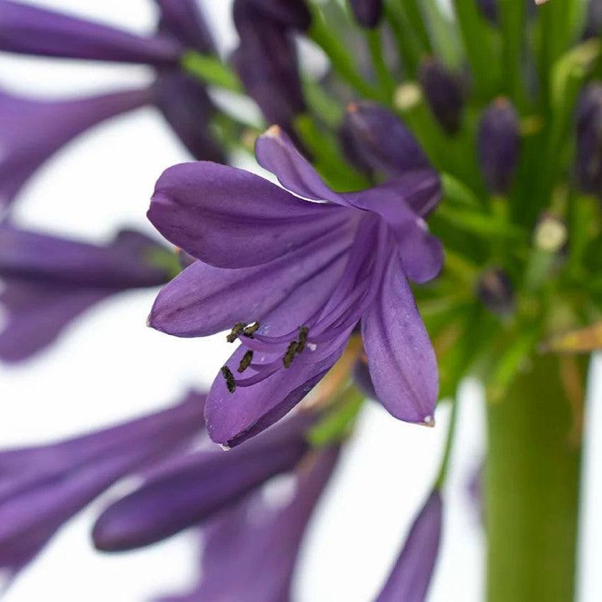 Agapanthus praecox 'Purple Delight' ~ Straight A® Purple Delight Agapanthus-ServeScape