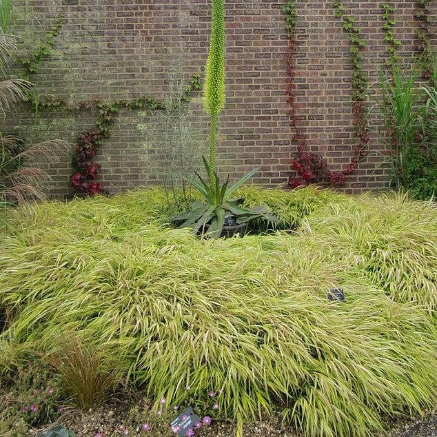 Hakonechloa macra 'Hakbri1' ~ Lemon Zest™ Japanese Forest Grass-ServeScape