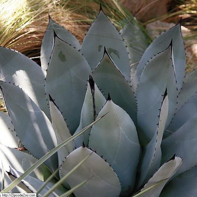 Agave parryi 'JC Raulston' ~ JC Raulston Century Plant-ServeScape