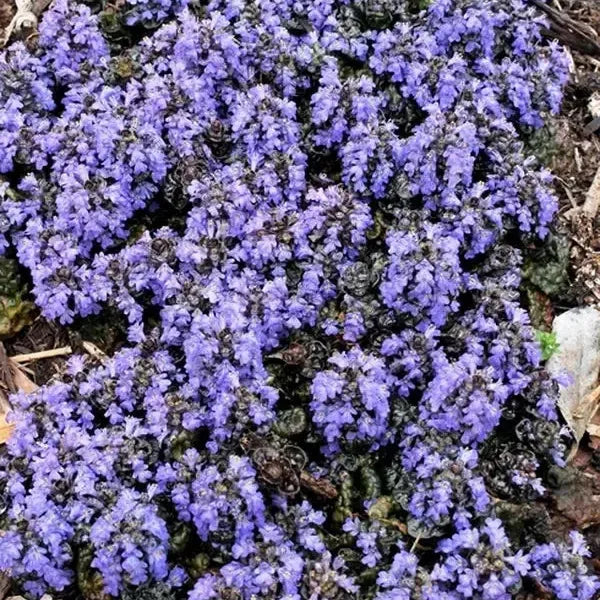 Ajuga pyramidalis 'Metallica Crispa' ~ Metallica Crispa Ajuga-ServeScape