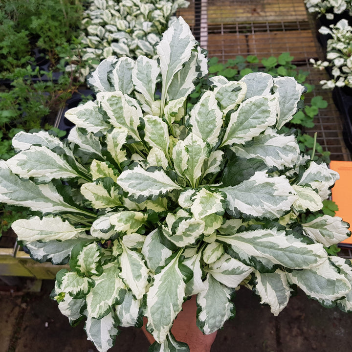 Ajuga reptans 'Asaaj3' ~ Princess Leia Ajuga-ServeScape