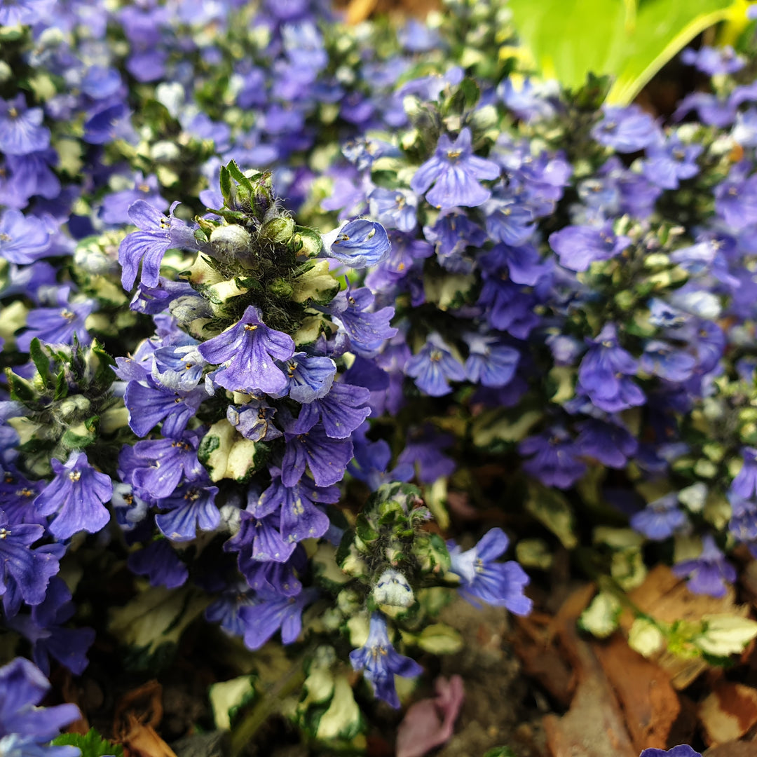 Ajuga reptans 'Asaaj3' ~ Princess Leia Ajuga-ServeScape