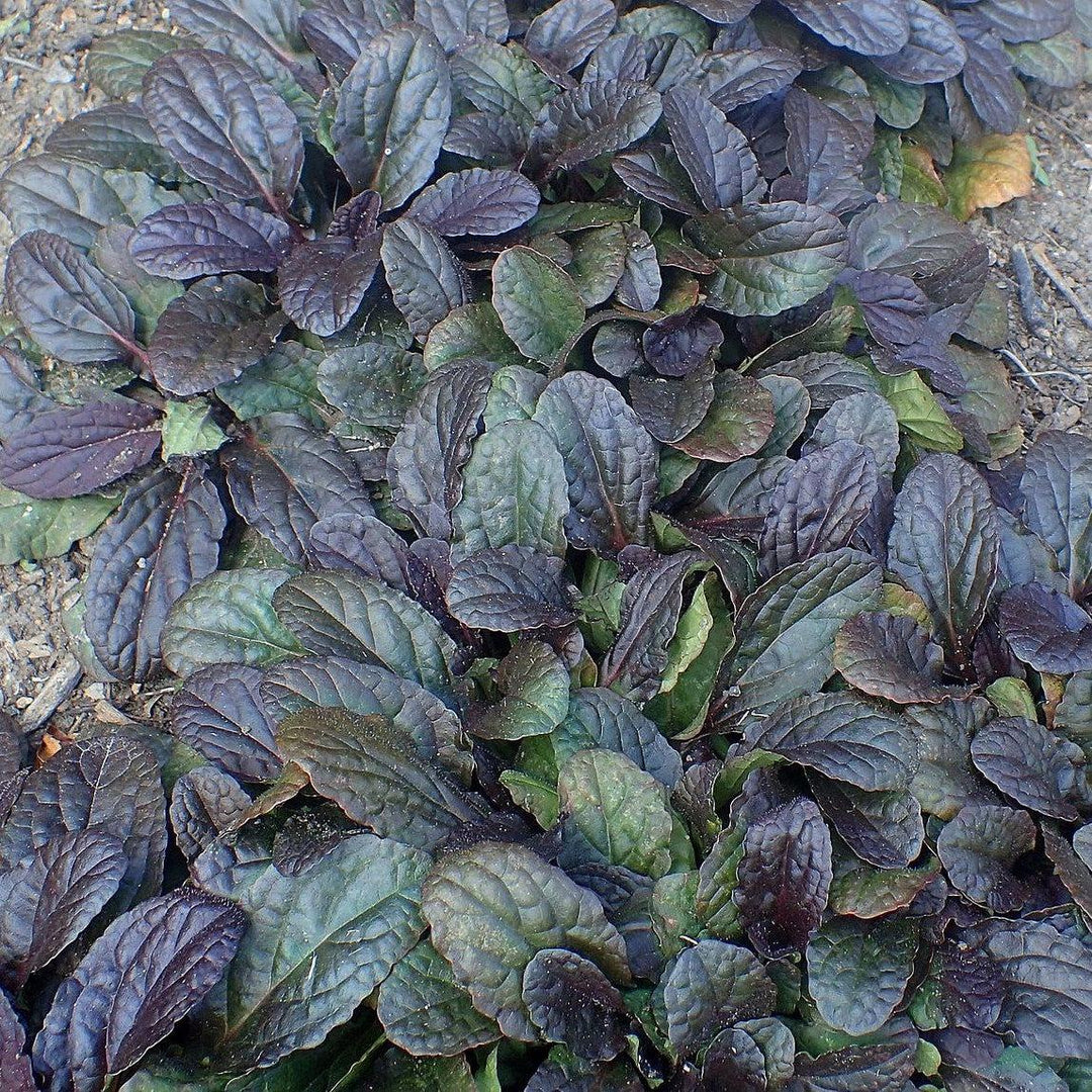 Ajuga reptans 'Mahogany' ~ Mahogany Ajuga-ServeScape