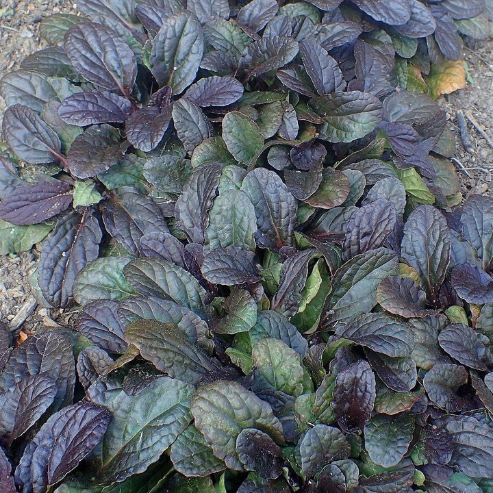 Ajuga reptans 'Mahogany' ~ Mahogany Ajuga-ServeScape