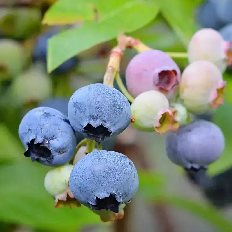 Vaccinium corymbosum 'Colibri' ~ Colibri Highbush Blueberry-ServeScape