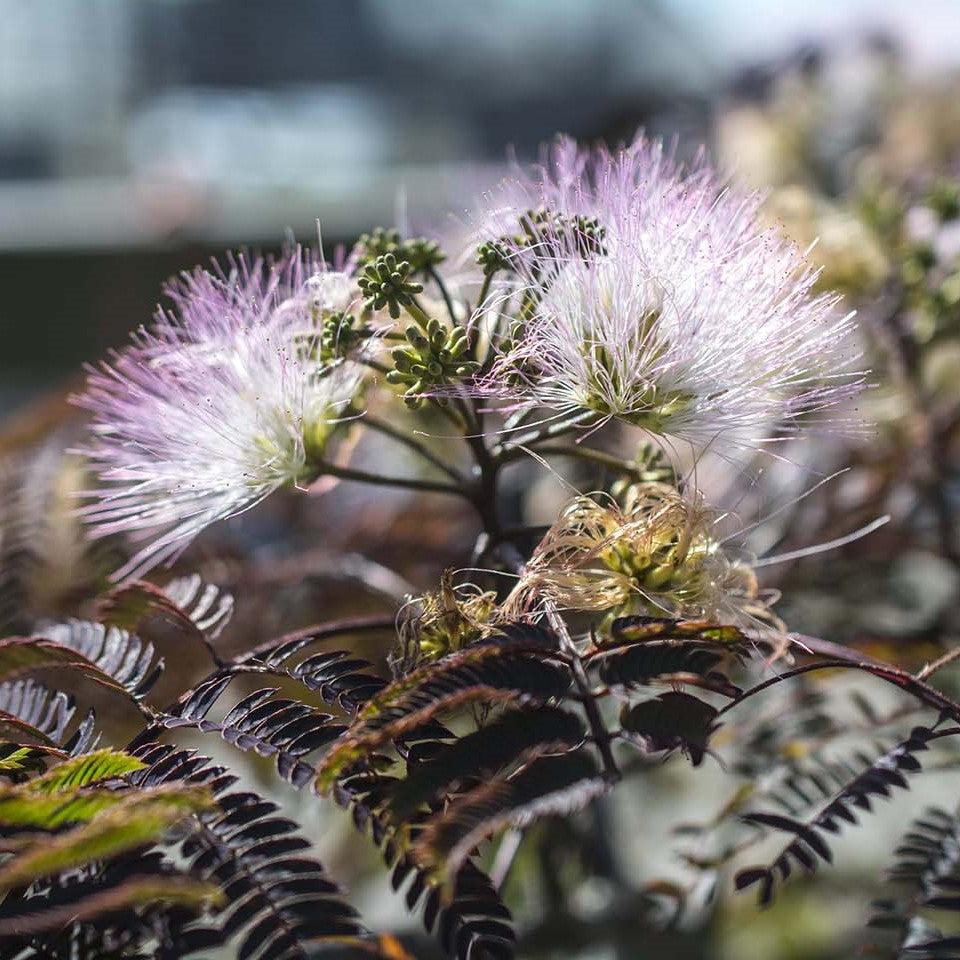 Albizia julibrissin 'NCAJ1' PP 25,813 ~ Chocolate Fountain® Mimosa Tree-ServeScape