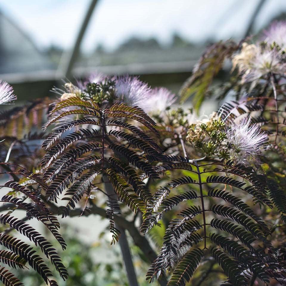 Albizia julibrissin 'NCAJ1' PP 25,813 ~ Chocolate Fountain® Mimosa Tree-ServeScape