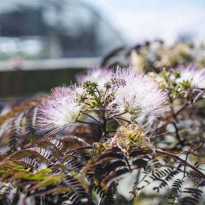 Albizia julibrissin 'NCAJ1' PP 25,813 ~ Chocolate Fountain® Mimosa Tree-ServeScape