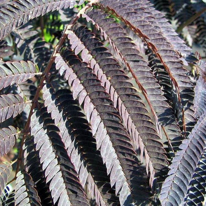 Albizia julibrissin 'Summer Chocolate' ~ Chocolate Mimosa Tree-ServeScape